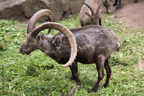 Alpine ibex (Capra ibex).
