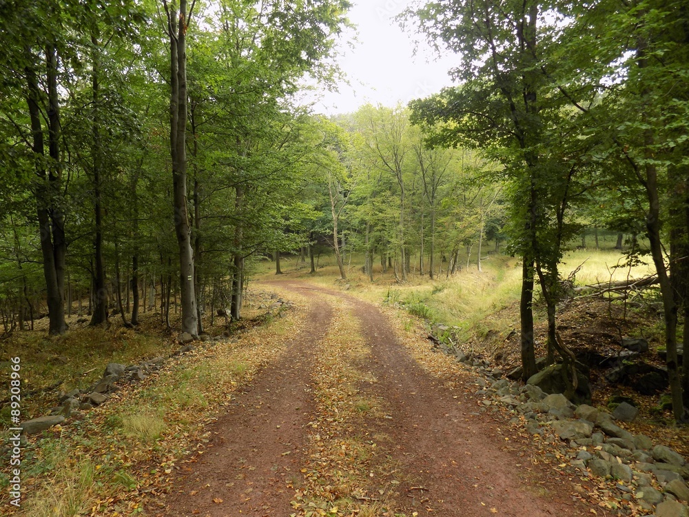 Obraz premium Path in deciduous forest