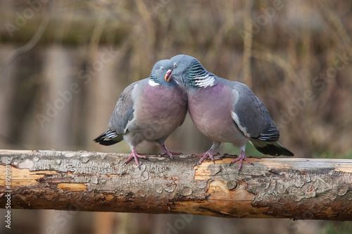 pigeon pair sitting on a tree