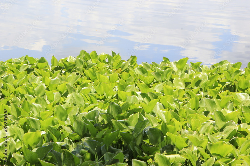 Water Hyacinth Water Hyacinth