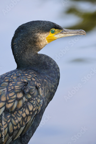 Great cormorant -  Phalacrocorax carbo