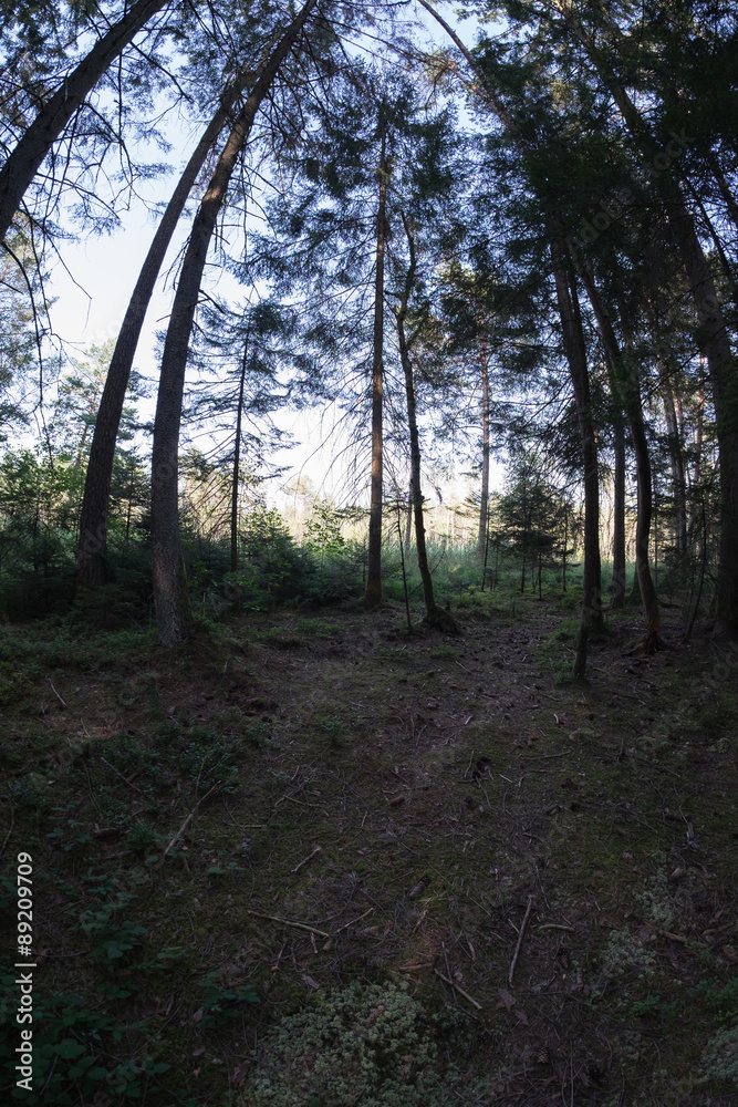 Naklejka premium Unterwegs im Wald mit Fischauge