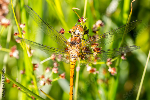 Macro of the dragonfly rudy darter (Sympetrum sanguineum)