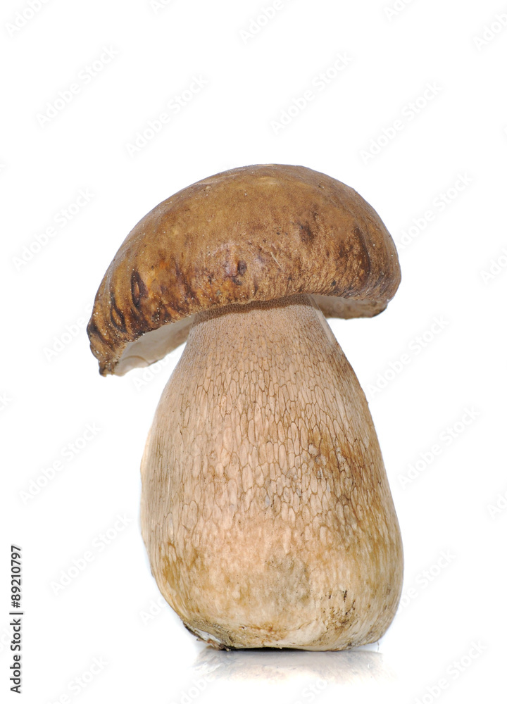 Boletus mushroom Boletus mushroom