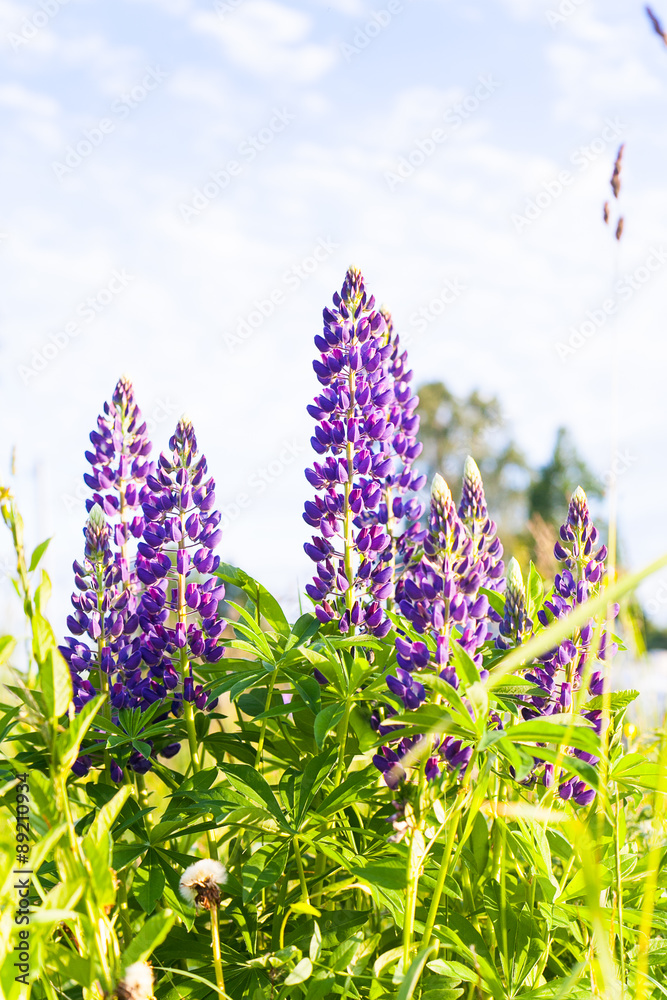 Obraz premium Wild-growing flowers of a lupine in the field in the sunset sun
