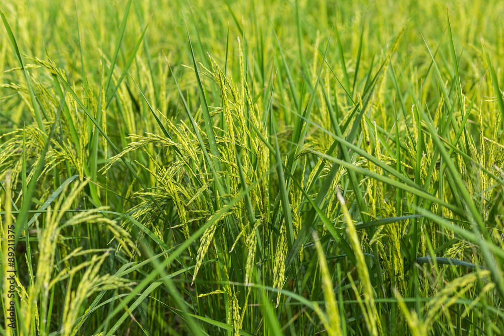 rice field