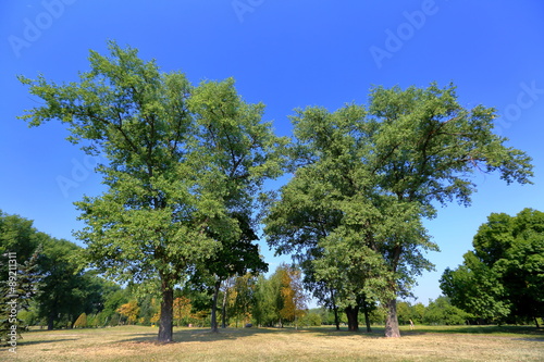 Green perennial deciduous tree in summer city park