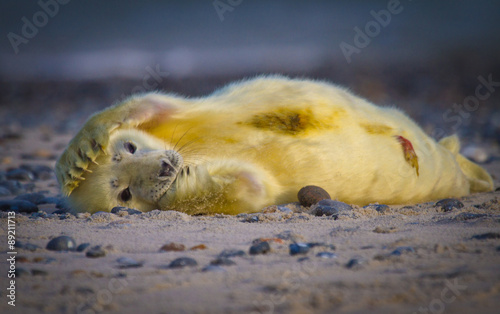 Kegelrobbe (Halichoerus grypus) photo