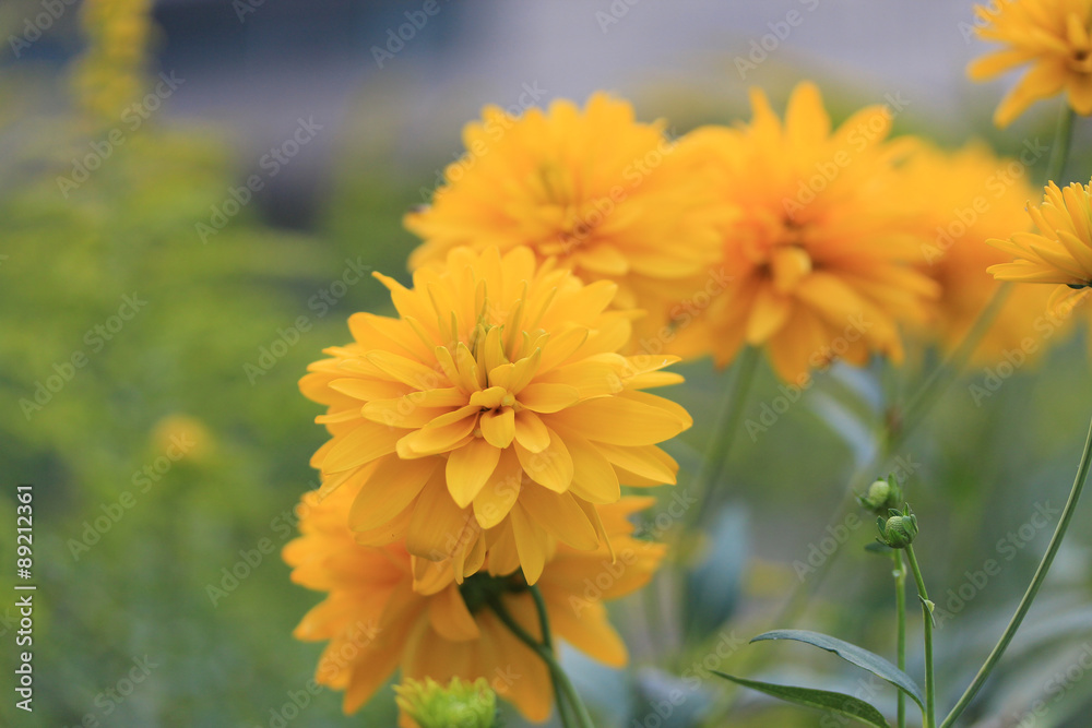 Fototapeta premium flowers
