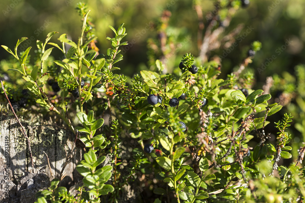 A group of blueberrys in a forest
