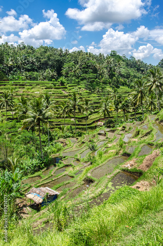 Padi Terrace, Bali, Indonesia - Local plantation of the layered rice terrace in Bali Island, Indonesia.