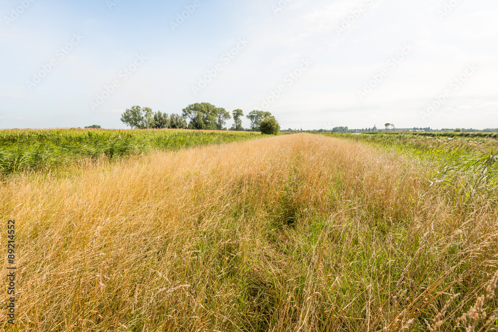 Rural area with very tall yellowed grass