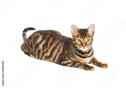 Quadro su tela Cat breed toyger