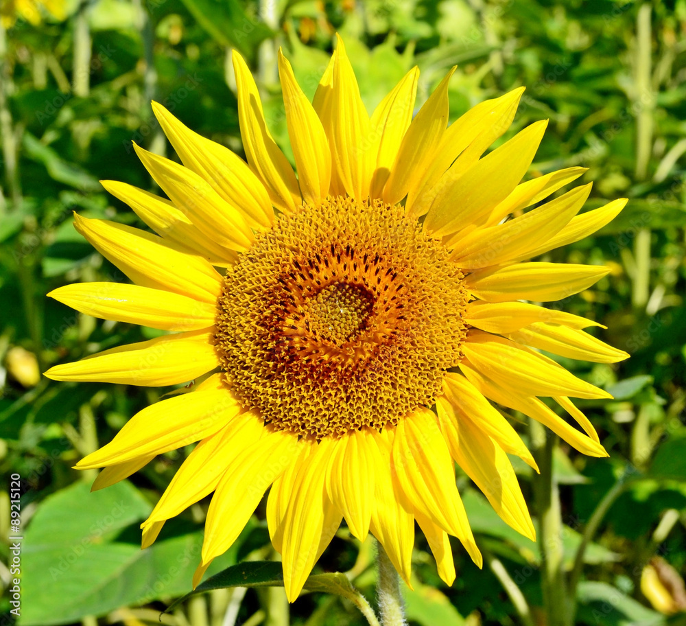 Beautiful sunflower field in summer Beautiful sunflower field in summer