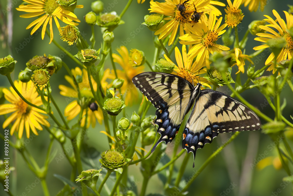 Obraz premium Swallowtail Butterfly Feeding on Yellow Daisies