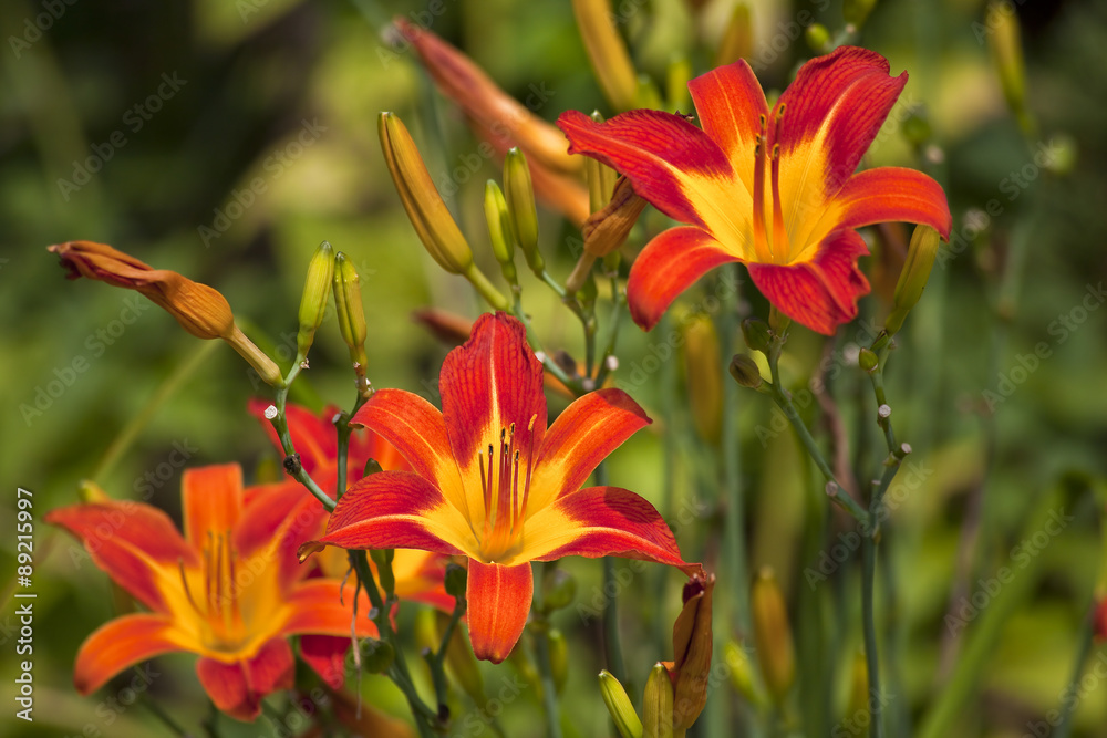 Orange and Yellow Day Lilies Orange and Yellow Day Lilies