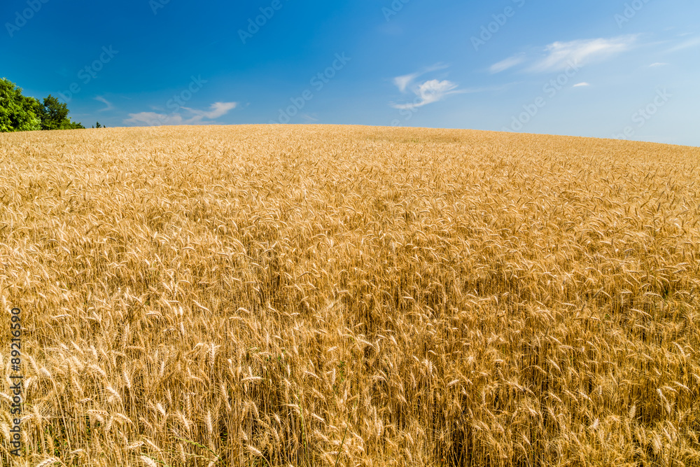 Wheat fields during spring