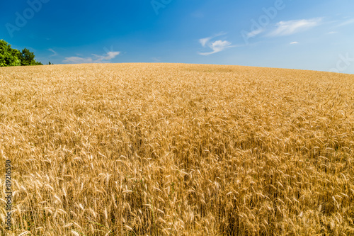 Wheat fields during spring