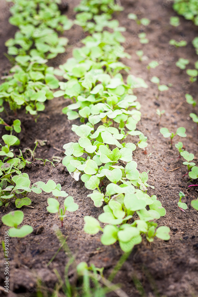 Green sprout growing from seed