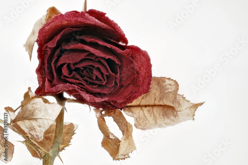 rote vertrocknete Rose auf Weiss photo