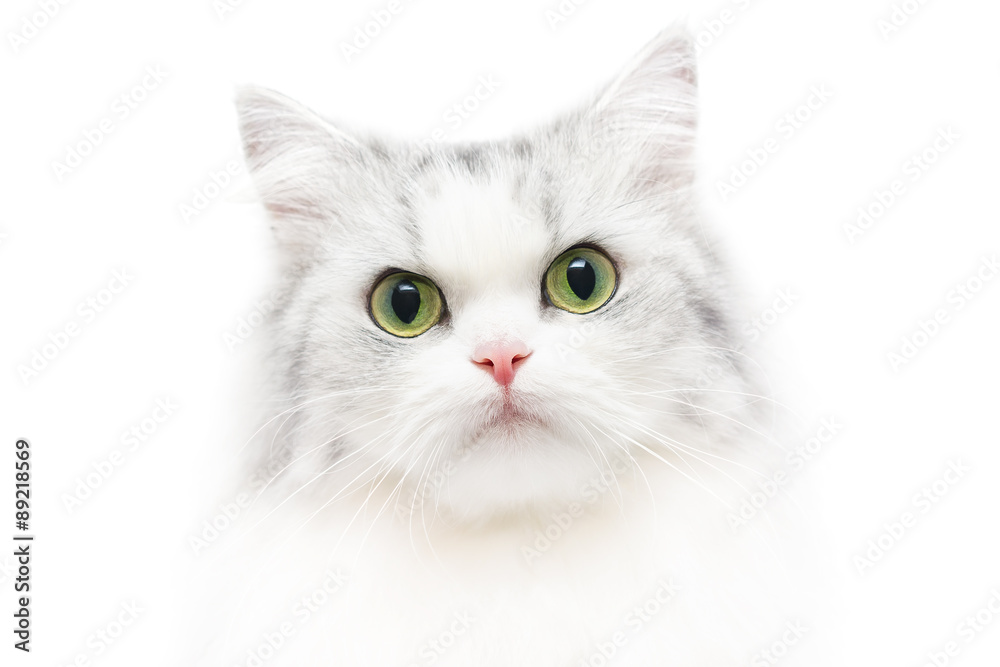 Unusual cat portrait, white background, shallow DOF