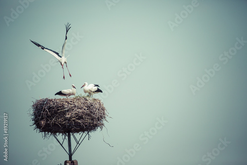 Stork with baby birds in the nest, Poland. photo