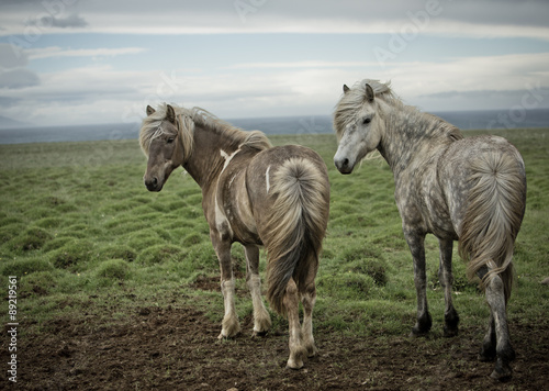 Island, Islandpferde, Islandponys,