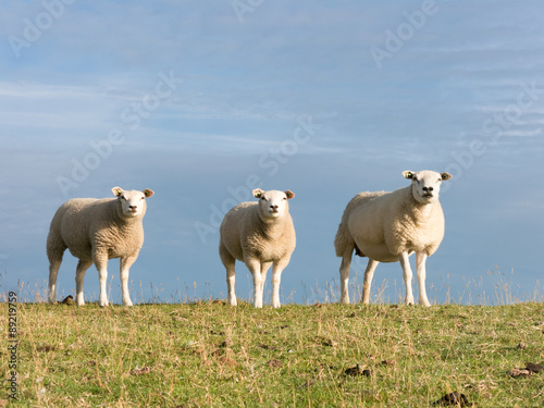 Portrait of three sheep side by side on dike