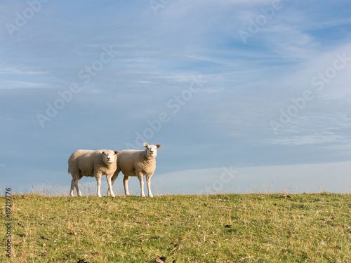 Portrait of two sheep standing side by side in a row in the grass of a polder dyke, Netherlands