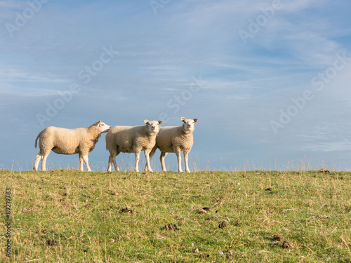 Portrait of three sheep side by side on dike