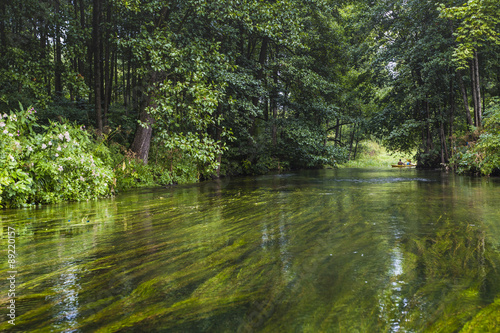 Fototapeta Naklejka Na Ścianę i Meble -  Kayaking on the Rospuda river, Poland