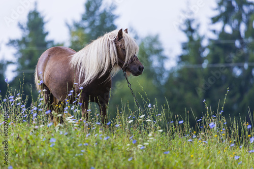 Horse, Suwalszczyzna, Poland photo