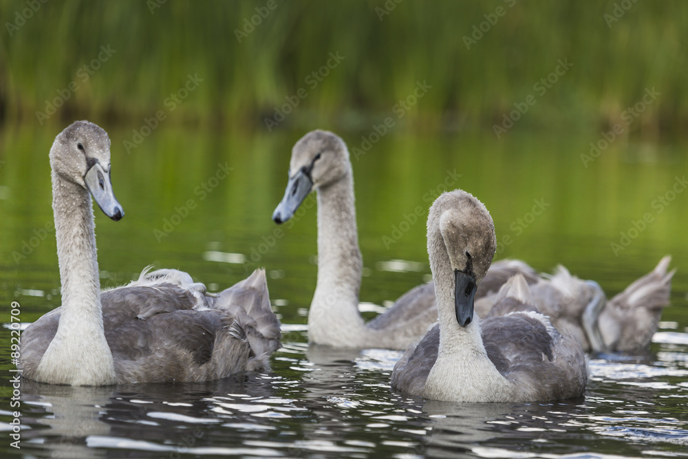 Young swans are swimming together in the Hancza River, Poland. Young swans are swimming together in the Hancza River, Poland.