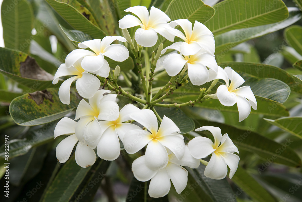 Plumeria flowers are fragrant and beautiful Plumeria flowers are fragrant and beautiful