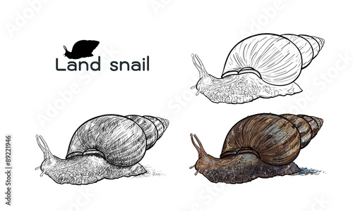 Crawling land snails