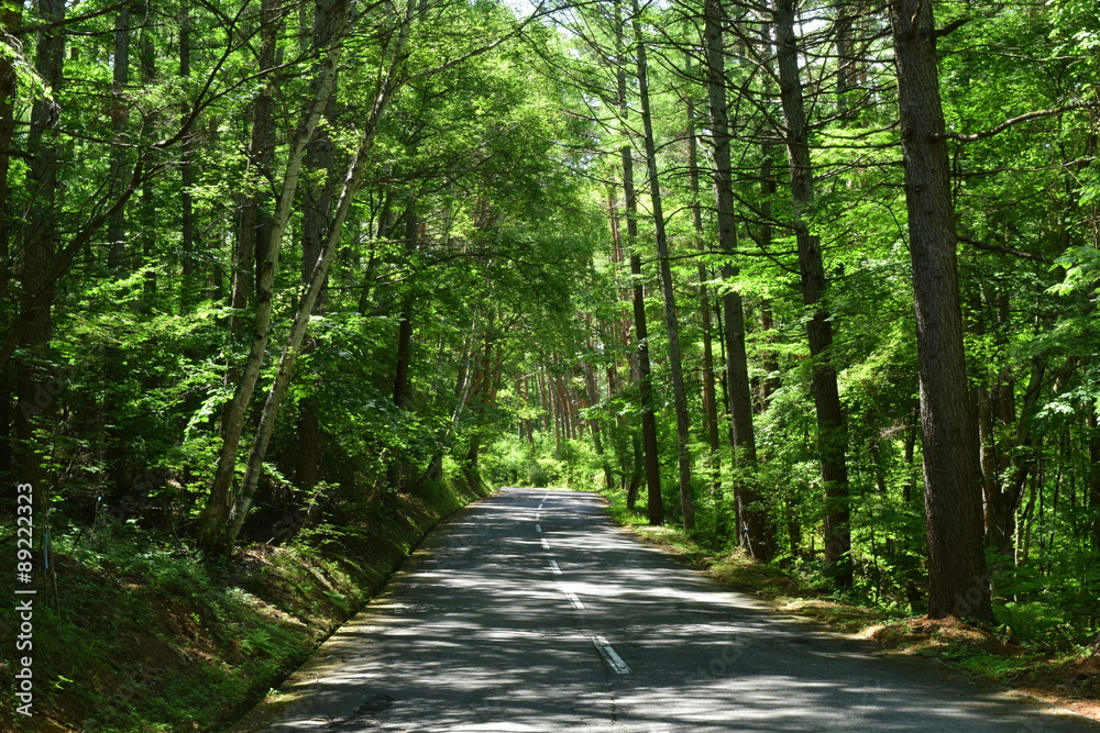 Naklejka premium Road in the forest 林道