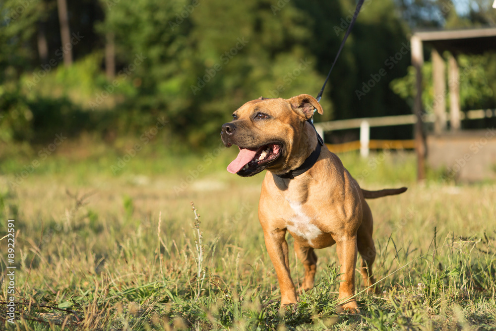 Staffordshire bull terrier