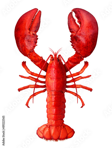 Canvastavla Lobster Isolated