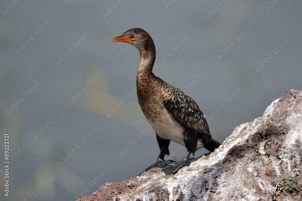 Fototapeta premium Cormoran