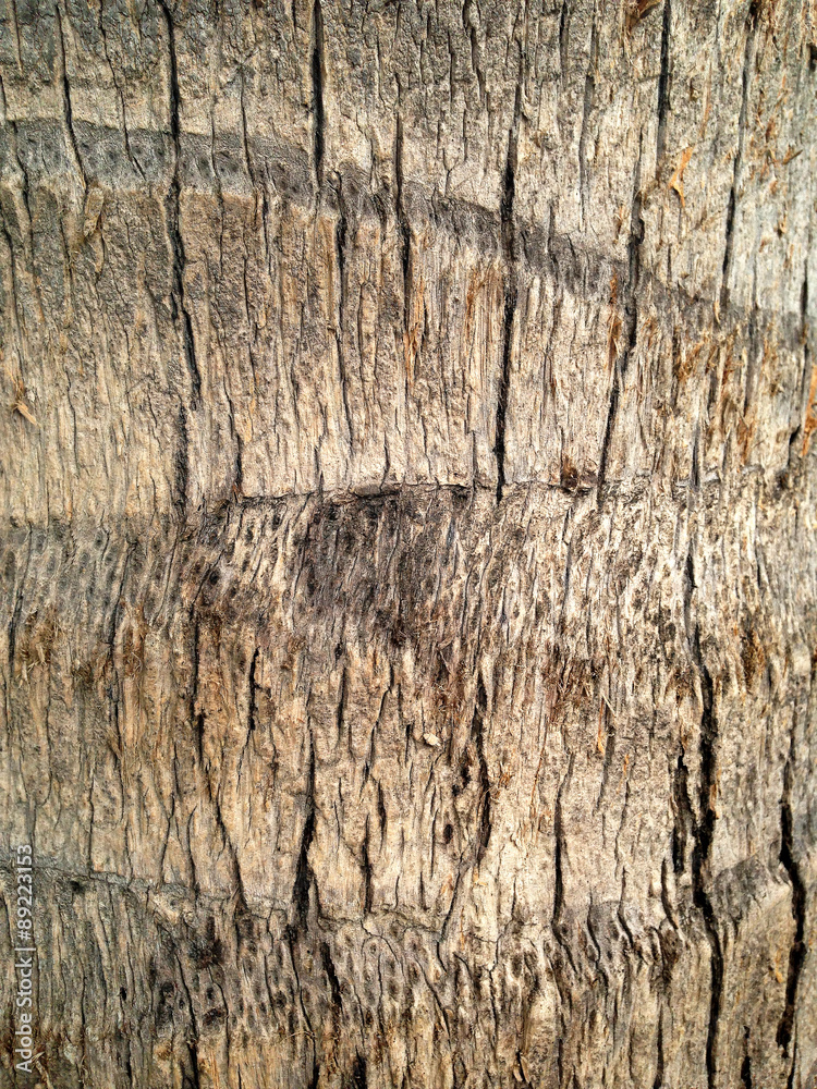 Obraz premium texture of life