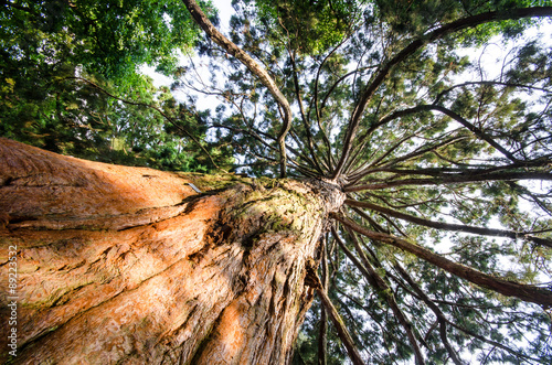 Giant redwood tree :) photo