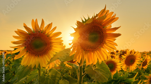 Fototapeta Naklejka Na Ścianę i Meble -  Sunny sunflower