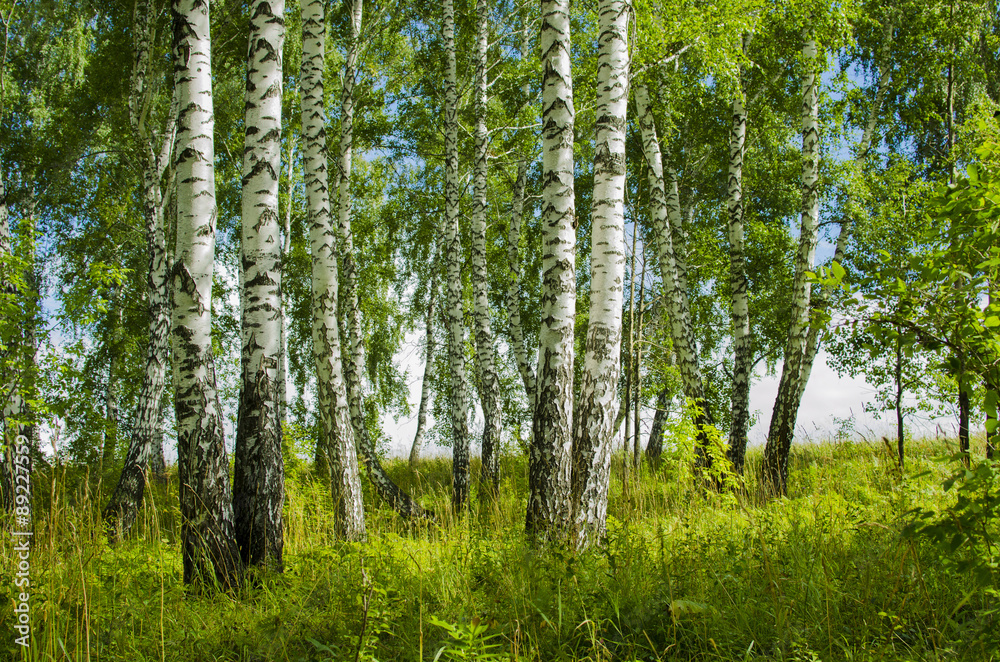 Fototapeta premium Birch grove in the summer