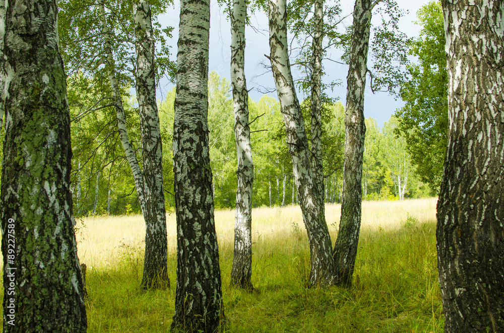 Obraz premium Birches