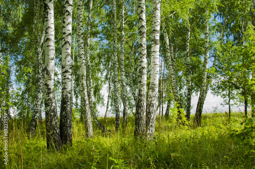 Fototapeta Naklejka Na Ścianę i Meble -  Birch grove in the summer