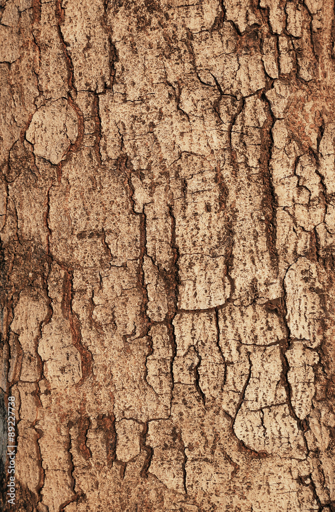 Tree bark texture,abstract background and texture Tree bark texture,abstract background and texture