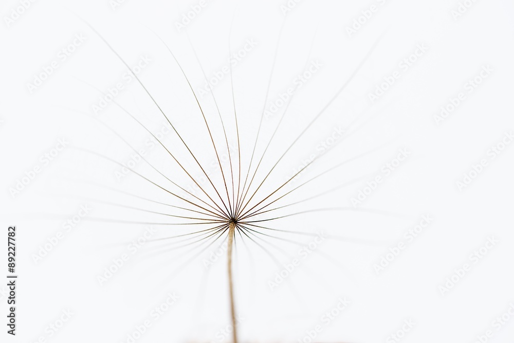 Obraz premium Minimalistyczna fotografia dandelion, widok wierzchołek, kwiecista artystyczna fotografia, lata tło, minimalizm