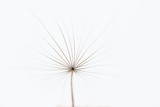 Minimalist photo of dandelion, view to the top, floral artistic photo, summer background, minimalism