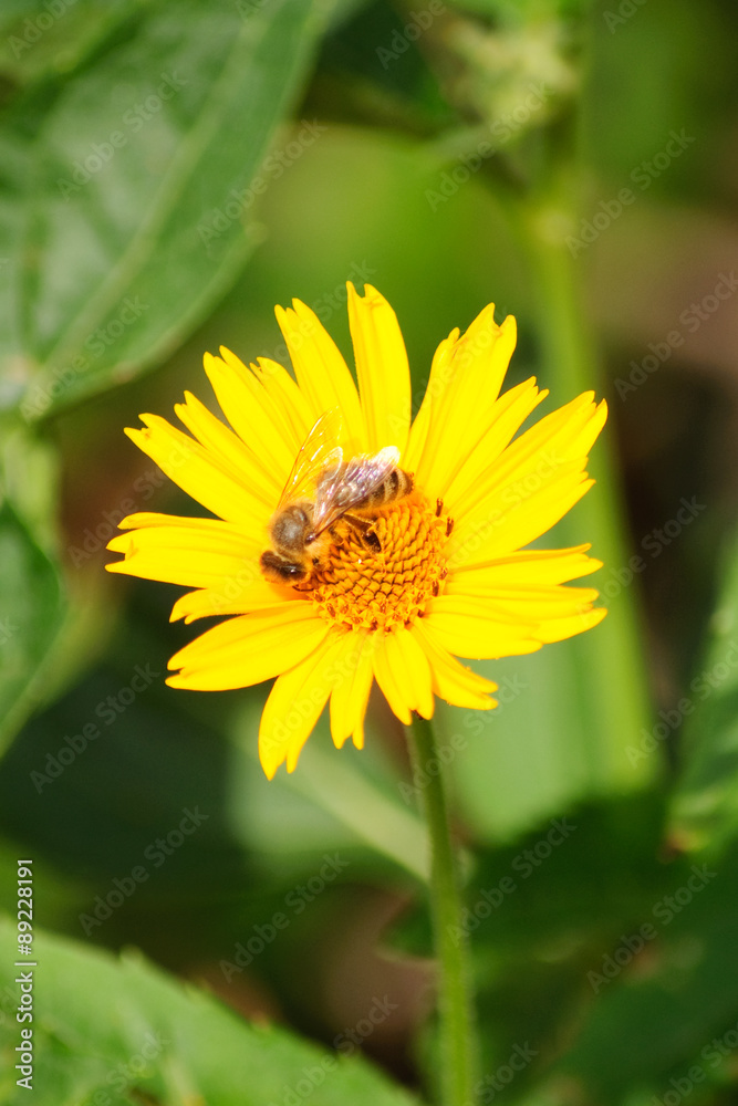 Gelbe Blume mit Honigbiene im Sonnenlicht Gelbe Blume mit Honigbiene im Sonnenlicht