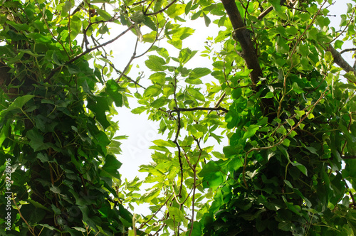 Efeu an einem Baum